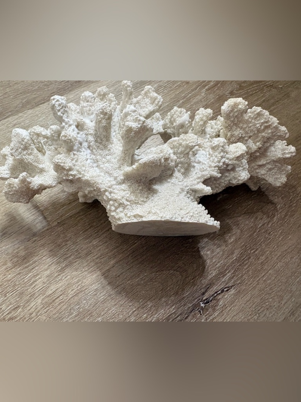 Natural White Coral Decorative Accent - Picture 4 of 4